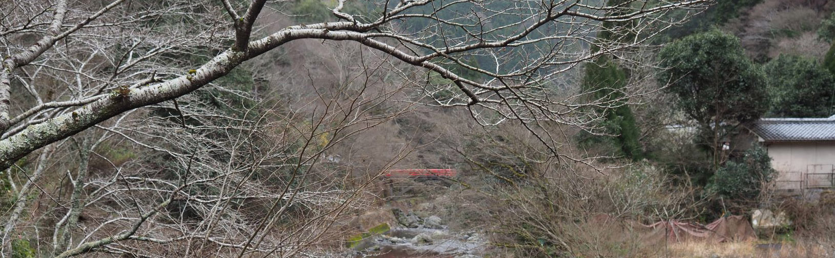 1月例会「琵琶湖疎水と三井寺展望台からの三井寺と大津市内